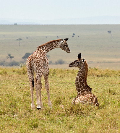 Siblings - Masai Mara