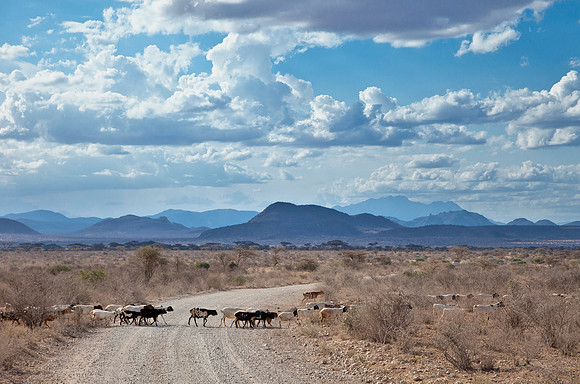 Masai Goats - Samburu