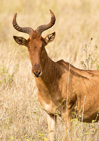 Hartebeest - Serengeti