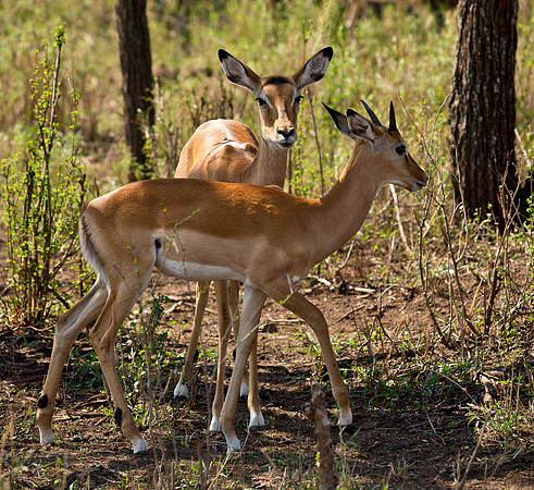 Impalas Seeking Shade