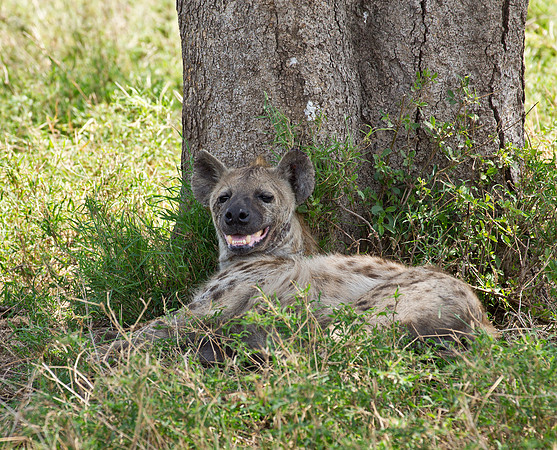 aka Laughing Hyena