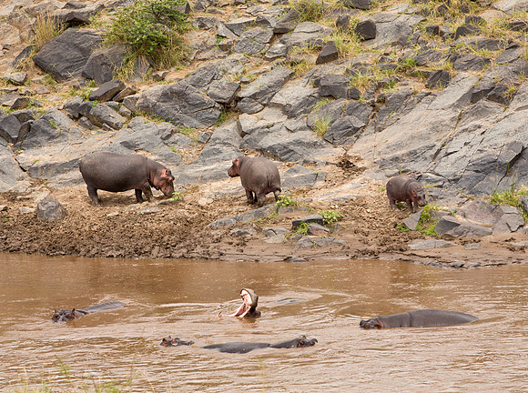 Hippopotamus - Mara River, Kenya