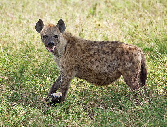 Spotted Hyena with Prey