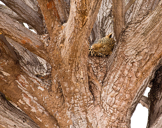 Leopard Asleep in Candelabra Tree