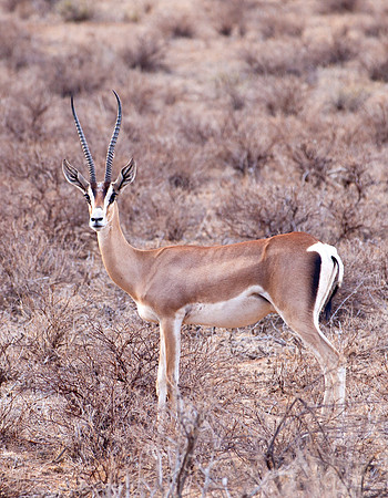Male Impala - Samburu