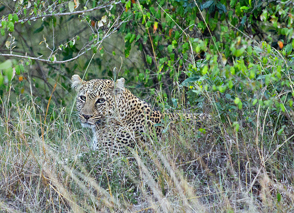 Adult Leopard