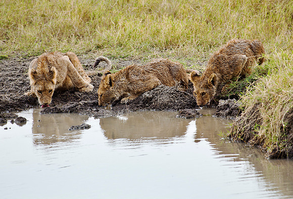 Lion Cubs at Waterhole - Tarangire, Tanzania