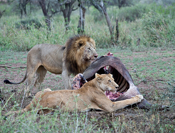 Protecting the Prey