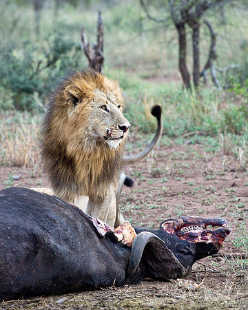 Dominant Male & Kill