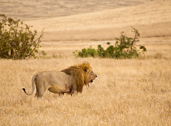 Lion - Ngorongoro Crater