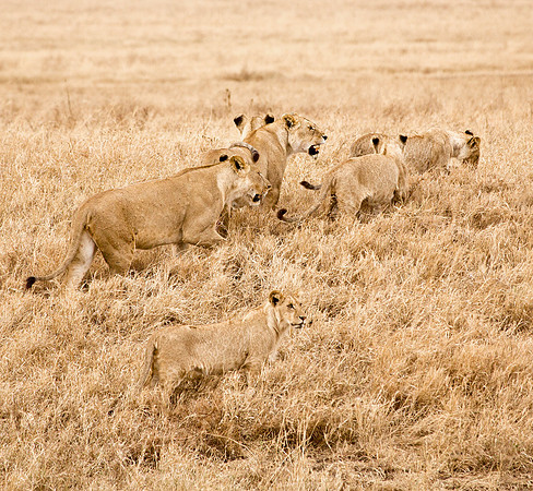 Two Lioness & Cubs - Ngorongoro