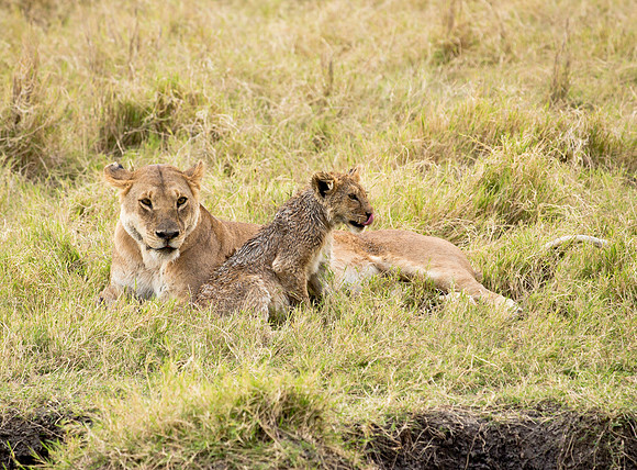 Lioness & Cub - Masai Mara