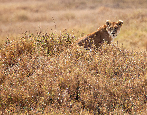 Lioness on Termite Mound