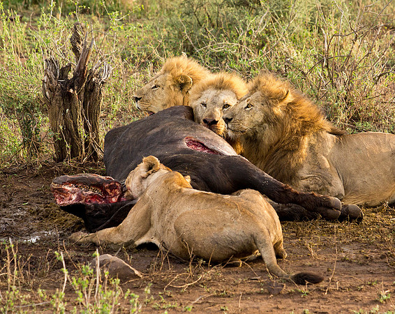Lion Pride with Cape Buffalo Kill - Serengeti