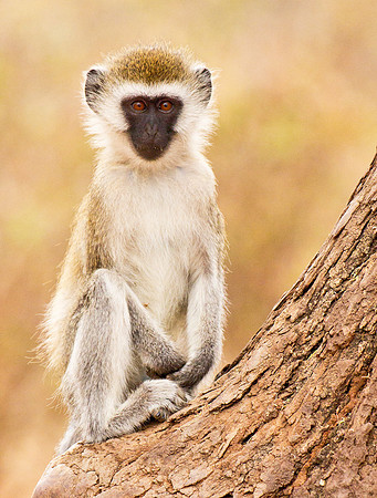 Vervet