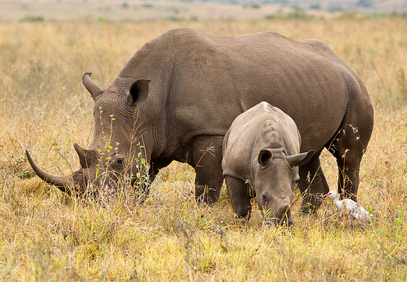 Black Rhinoceros & Cattle Egret