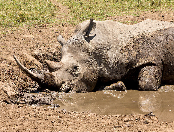 White Rhinocerous Cooling