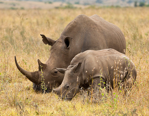 Black Rhinoceros - Kenya