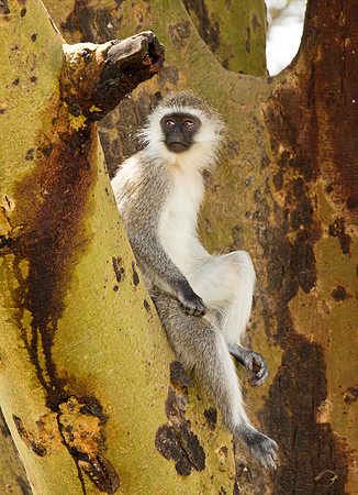 Vervet Monkey in Acacia Tree