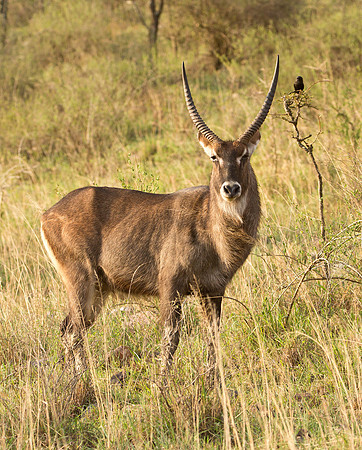 Adult Male Waterbuck