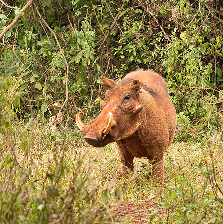 Warthog - Samburu