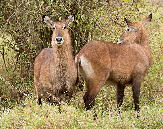 Female Waterbucks - Serengeti