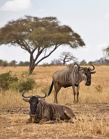 Wildebeest & Acacia Tree
