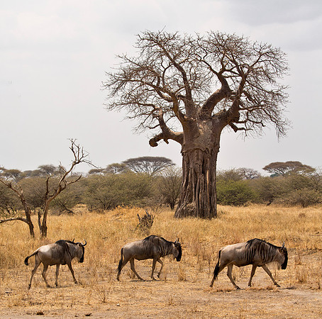 Wildebeest & Baobob