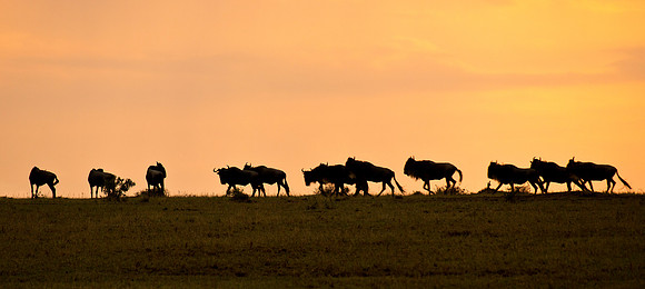 Wildebeest Procession - Masai Mara