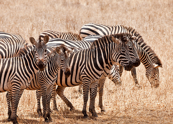 Stripes - Lake Manyara, Tanzania