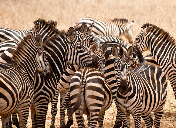 Stripes II - Lake Manyara