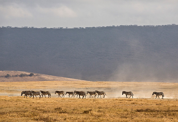 Zebra - Ngorongoro Crater