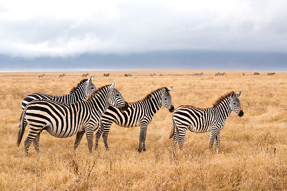 Zebras - Ngorongoro