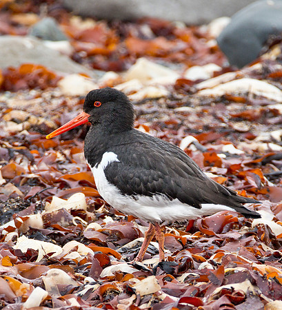 Oystercatcher - Ytri  Tunga Beach