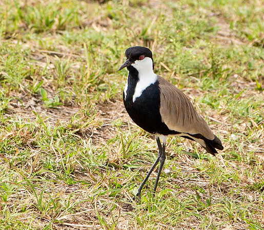 Spur-Winged Lapwing