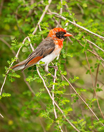 White Headed Buffalo Weaver - Juvenile