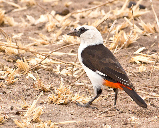 White Headed Buffalo Weaver