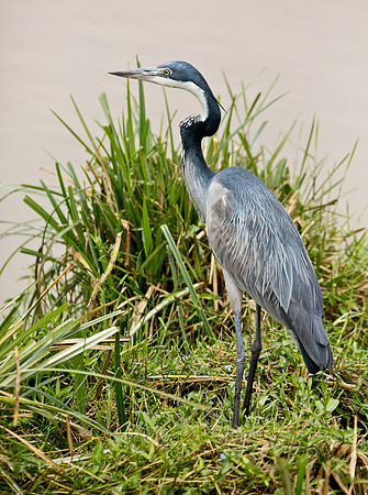 African Blue Heron