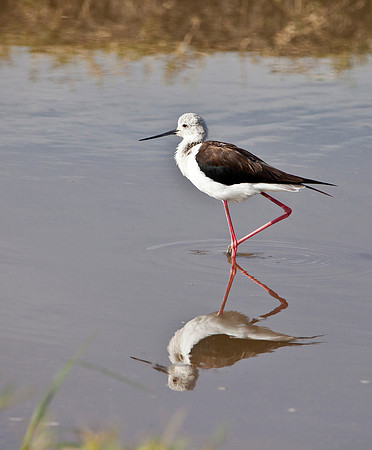 Black Wing Stilt - Masai Mara