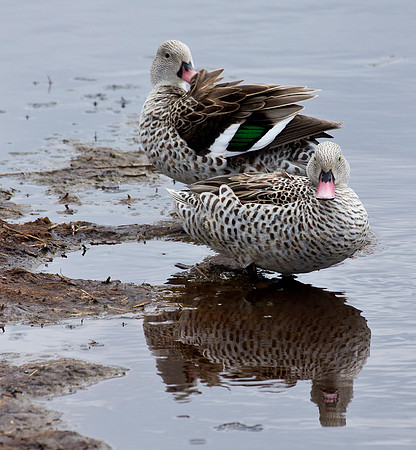 Cape Teal - Serengeti