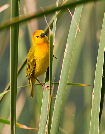 Golden Weaver - Tanzania
