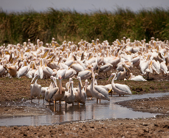 African White Pelicans - Lake Manyara, Tanzania
