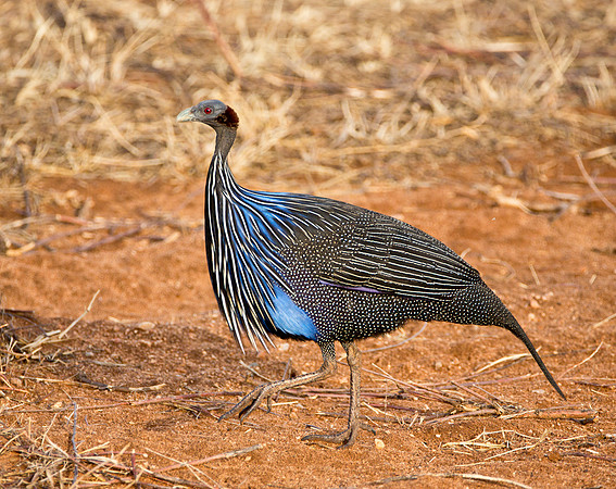 Vulturine Guinea Fowl - Samburu NP, Kenya