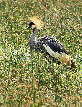 Crowned Crane - Lake Naivasha, Kenya