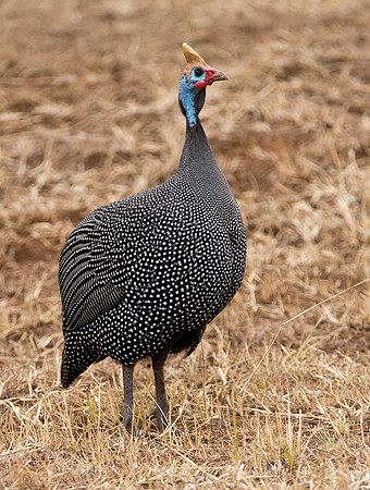 Helmeted Guinea Fowl - Samburu