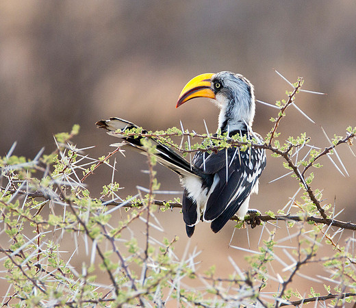 Yellow-Billed Hornbill - Samburu