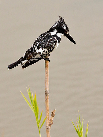 Pied Kingfisher - Serengeti
