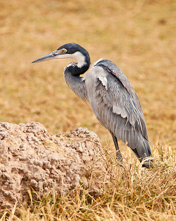 African Grey Heron