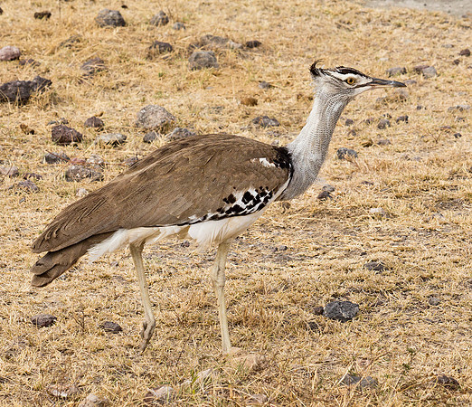 Kori Bustard - Ngorongoro Crater