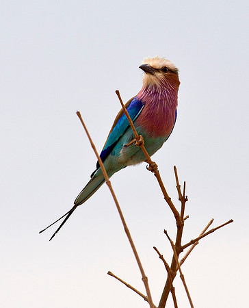 Lilac-Breasted Roller